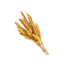 Germe de blé — NATURAMedicatrix