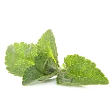 Stevia