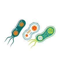 Bactéries — NATURAMedicatrix