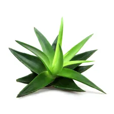 Natural products based on Aloe Vera