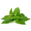 Nettle