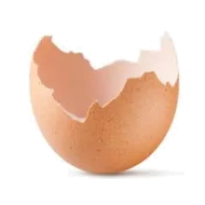 The egg membrane 