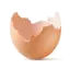 Eggshell Membrane
