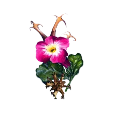 Harpagophytum (Devil's Claw)