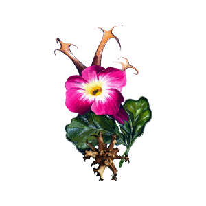 Harpagophytum (griffe du diable)