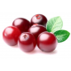 Canneberge / Cranberry