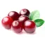 Canneberge / Cranberry