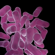Lactobacillus Crispatus — NATURAMedicatrix