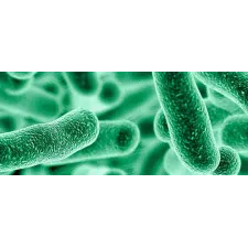 Lactobacillus Brevis — NATURAMedicatrix