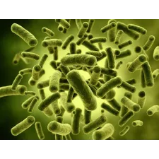 Lactobacillus acidophilus