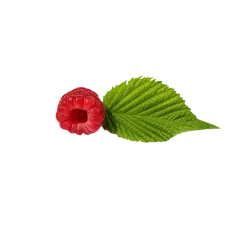 Raspberry leaf