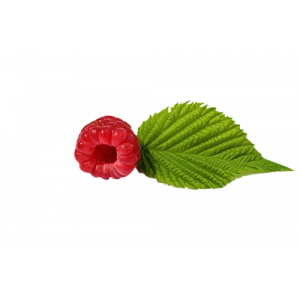 Feuilles de framboisier 