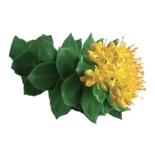 Rhodiola : plante et compléments naturels | NATURAMedicatrix