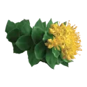 Rhodiola