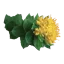 Rhodiola