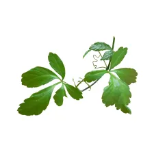 Gynostemma