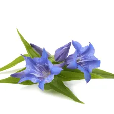Gentiane