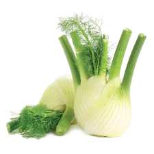 Fennel