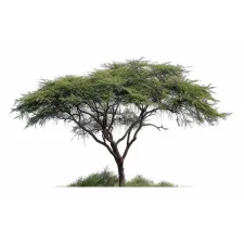 Acacia