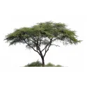 Acacia