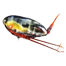 Calanus