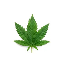 Cannabis — NATURAMedicatrix