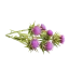 Milk Thistle