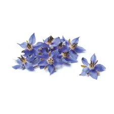 Borage