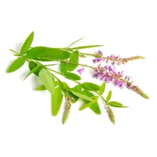 Desmodium — NATURAMedicatrix