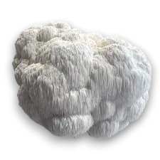 Hericium