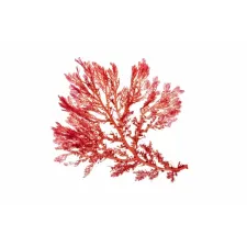 Lithothamnium — NATURAMedicatrix