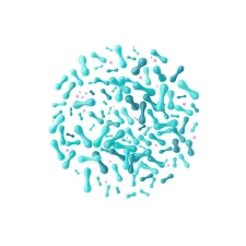 Lactobacillus Helveticus