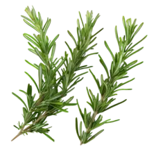 Romarin — NATURAMedicatrix