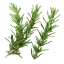 Rosmarin