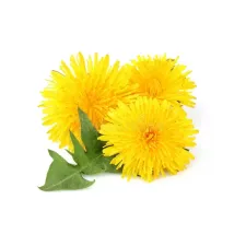 Paardebloem