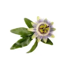 Passiflore — NATURAMedicatrix