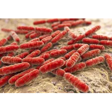 Lactobacillus Reuteri
