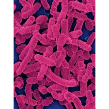 Lactobacillus Speichel