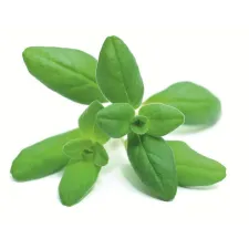 Origan — NATURAMedicatrix