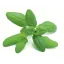 Oregano