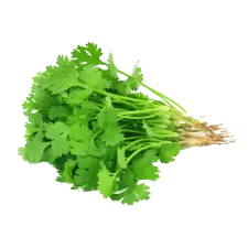 Coriander