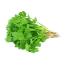 Coriandre