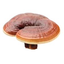 Reishi