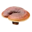 Reishi