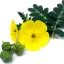 Tribulus