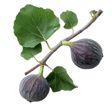 Figuier (Ficus Carica) | Natuurlijk actief principe