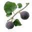 Feigenbaum