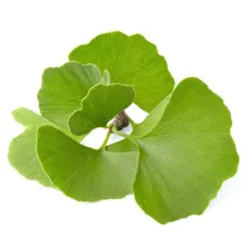 Ginkgo