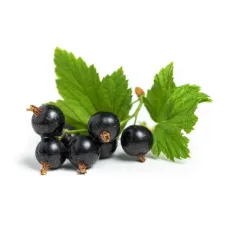 Blackcurrant: our products | NATURAMedicatrix