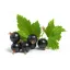Blackcurrant